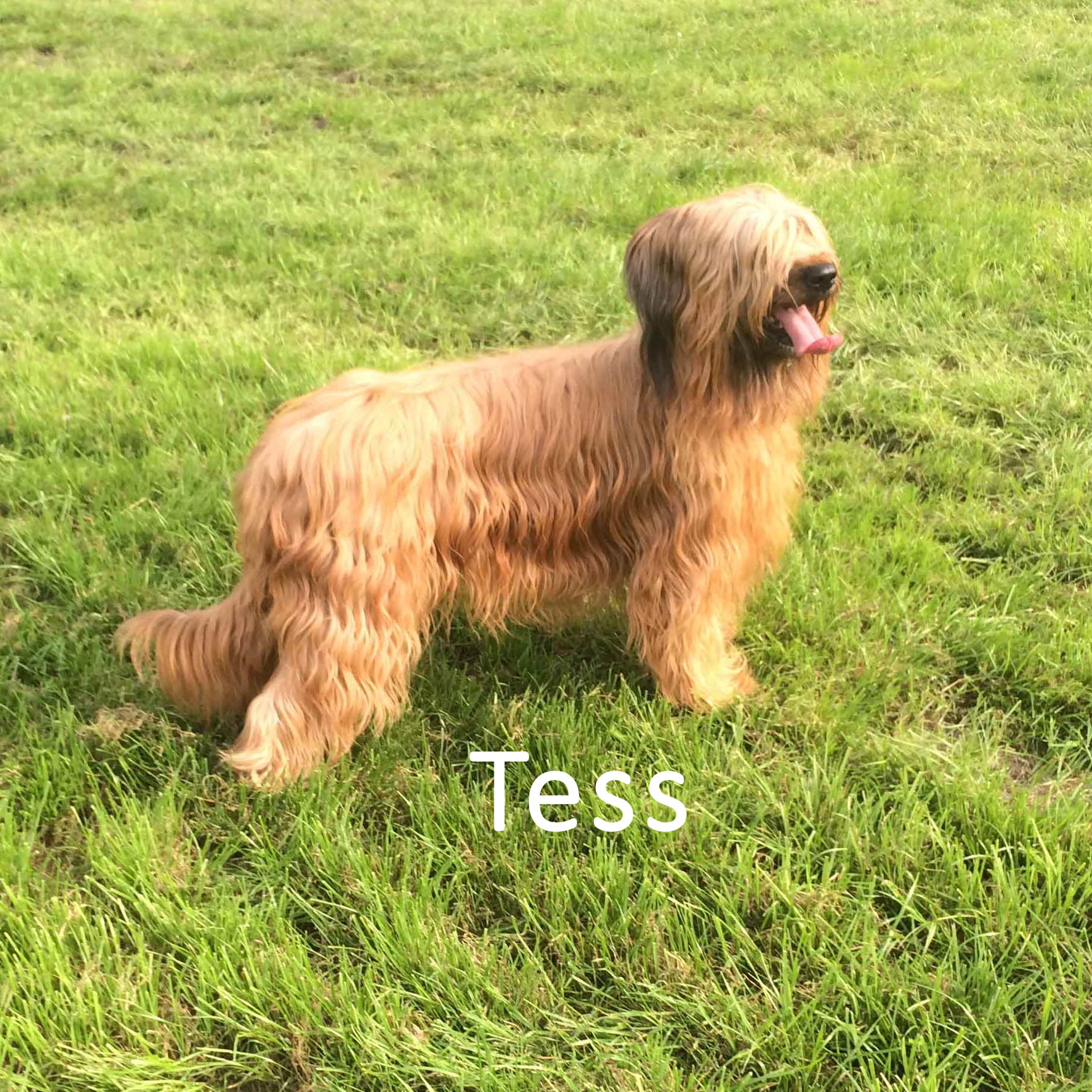 Klik om de stamboom van Tess te bekijken