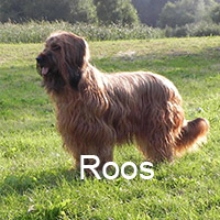 Klik om de stamboom van Roos te bekijken